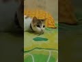 kucing fokus fokus , lalu ditangkap Remote tv #shorts