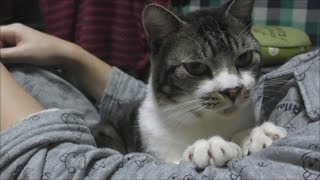 癒し☆パパにいっぱい甘える猫リキちゃん☆抱っこうれしくて地味にフミフミ中☆甘えん坊猫【リキちゃんねる　猫動画】Cat video　キジトラ猫との暮らし