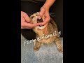 15秒簡易餵不開口的貓吃藥 愛豹仕家族 easy way to pill your cat paomesfamily bengalcathk bengalcats 豹貓 孟加拉豹貓