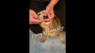 15秒簡易餵不開口的貓吃藥 #愛豹仕家族 Easy way to pill your cat #paomesfamily #bengalcathk #bengalcats #豹貓 #孟加拉豹貓