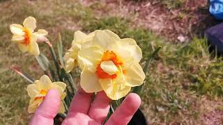 Narcissus Sweet Desire, a bicolor double daffodil for USDA 3 to 8