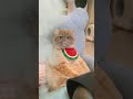 own popcorn failed #exlittlebeans #funnycats #funnyvideos