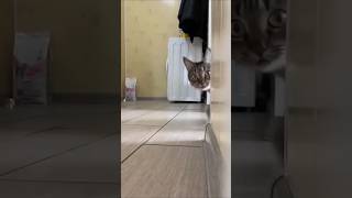 Secret Hello 👋 with Adorable Cat😹 #shorts #cat #funny