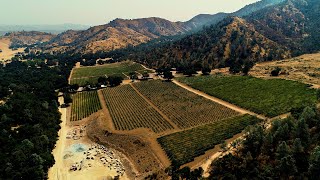 Southern CA Vineyards Trip (Part 1) | 2020 Wine Harvest Diary