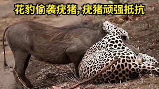 花豹偷偷捕猎疣猪，疣猪顽强反抗