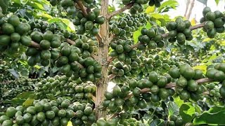 Urimi wa kahua Kenya.#Coffee farming.(SMART Farm ideas)