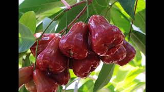 ASLI!!! No HP/ WA : 0857-4157-4759, Jual Jambu Citra, Supplier