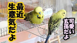 ジャンボセキセイインコと妻と玄孫