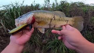 バブルバックは線でも点でも釣れるオススメのトップウォータープラグ[夏の醍醐味]