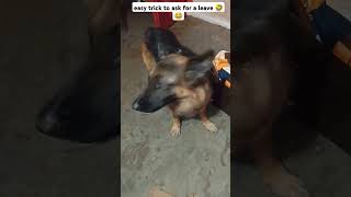 Batao pappu kitne din ki chutti chahiye🤣😂#shorts #dog #funny #cute #comedy #trendingshorts #video