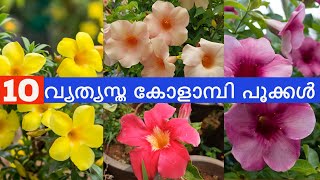 10 വ്യത്യസ്ത  കോളാമ്പി പൂക്കൾ | 10 Varieties of Allamanda Flowers