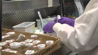 LabCorp - Lab