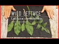Meet WILD LETTUCE: Native Ancient SALAD known as food for the nerves (new video lesson)