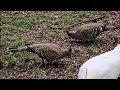 A mix of wild birds visit for a snack