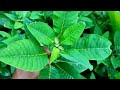 এইজোপা ফুল ঘৰতে কেনেদৰে গজাব poinsettia cutting কেনেকৈ লগাব লাগে