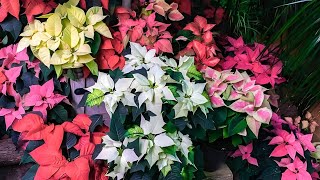 এইজোপা ফুল ঘৰতে কেনেদৰে গজাব?// poinsettia cutting কেনেকৈ লগাব লাগে?