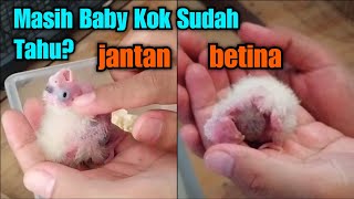 Tentukan Jantan Betina dari Baby Baru Netas Bisa | Cockatiel Falk