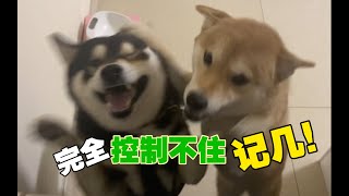 十天不见主人，柴犬激动得对主人大骂？？   晴子  你怎么才回来阿 【柴犬kobe与贱胖二猫】