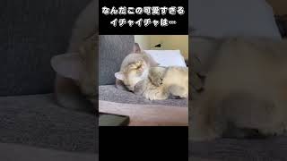 なんだこの可愛すぎるイチャイチャは…