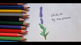 How to draw lavender flower