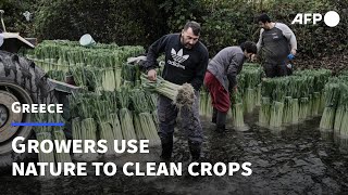 'Keeping it fresh': Greek growers use nature to clean crops | AFP