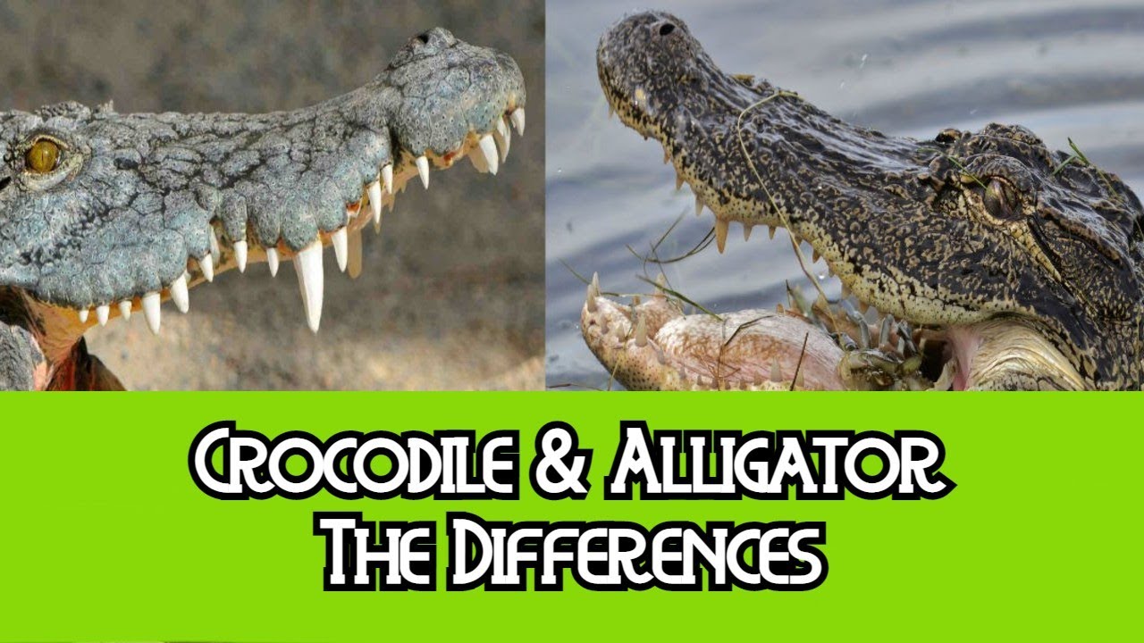 Alligator & Crocodile - The Differences - YouTube