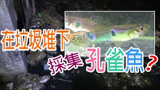 垃圾堆底下撈孔雀魚!?超漂亮水族觀賞魚!淺談生態小知識【戶外客】