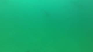 Point Peron - Hammerhead sharks