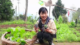 Spring is the season for planting, and 35 yuan of melon seedlings are planted a day