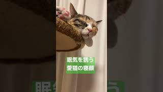 眠気を誘う愛猫の寝顔