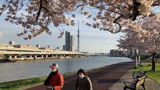 汐入公園　桜並木　♬　桜　さくら　ソメイヨシノ　✿　荒川区　南千住　Shioiri Park sakura　☆　東京スカイツリー　　2022年 4月1日　　夕日　落陽