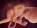 24 weeks pregnant, 24 weeks pregnant symptoms 24 weeks pregnant, 24 weeks pregnant symptoms