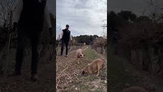 Pruning the Old Chenin Blanc Vines at Ernesto Wickenden Vineyard