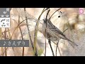 【解説付き】ホオジロの鳴き声（さえずり・地鳴き）