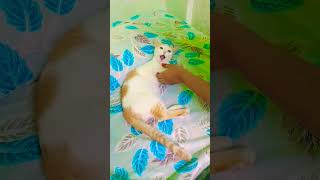 கையை விடுங்க🐱🐈 #cat #trendingshorts #catlover #funnyshorts #catcomedy #cats #subscribe #nishapetty