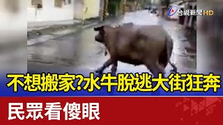 不想搬家？水牛脫逃大街狂奔  民眾看傻眼