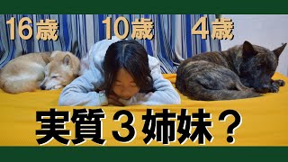 4歳甲斐犬と16歳柴犬と10歳娘犬＝！