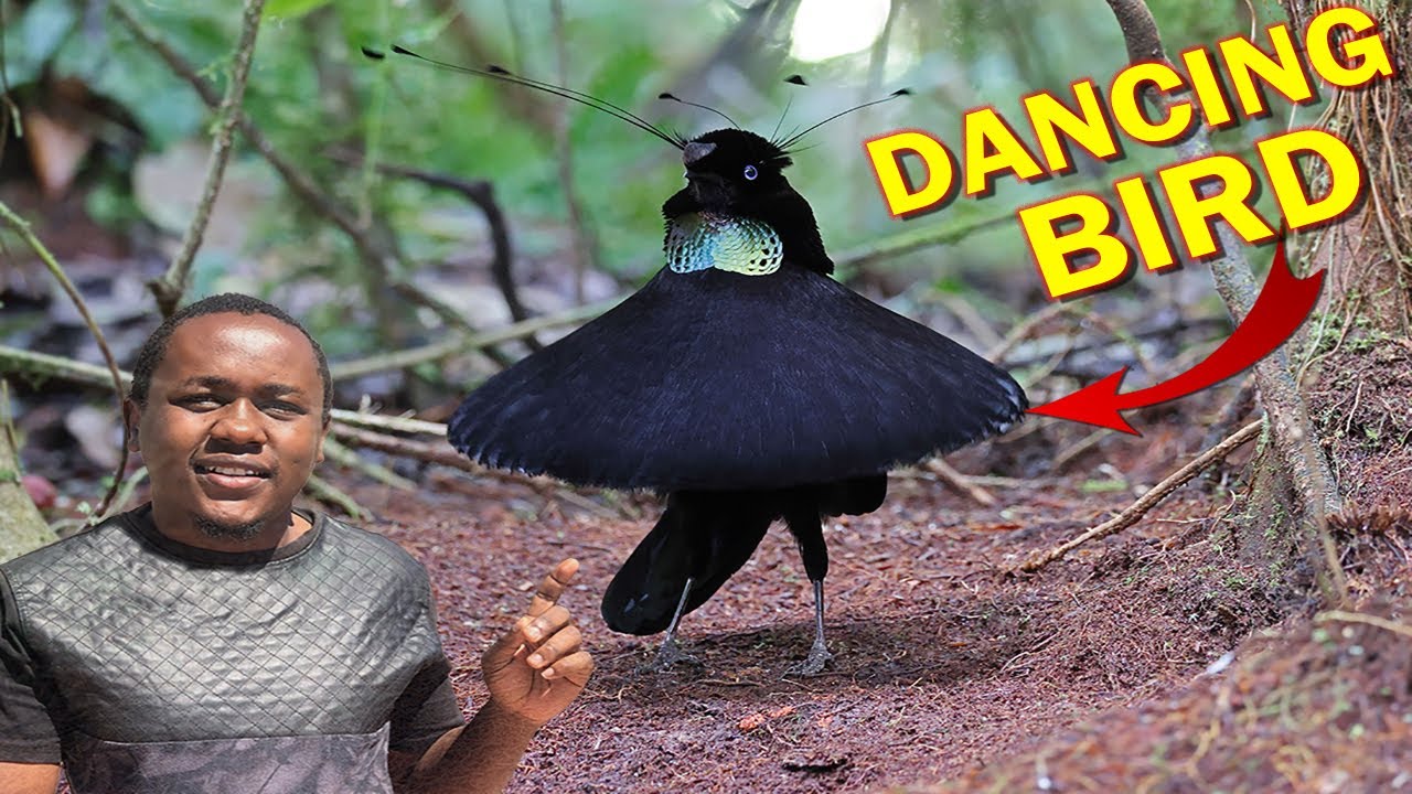 The Best Dancing Birds In The World Youtube