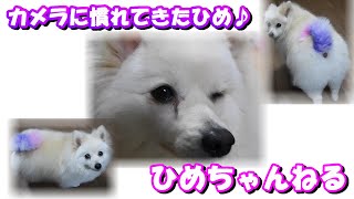 【ひめちゃんねる】【ミックス犬】【日本スピッツ×ポメラニアン】バッチリカメラ目線のひめ。日本スピッツ×ポメラニアン　ミックス犬