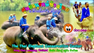 doo dee dee53 Iศูนย์อนุรักษ์ช้างไทยThe Thai Elephant Conservation Centerสัมผัสเรียนรู้อยู่กับช้างไทย