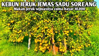 WISATA KEBUN JERUK PETIK SENDIRI‼️Bayar 10.000 Bisa Makan Jeruk Sepuasnya,Ayo Buruan‼️