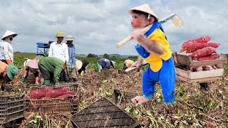 Best Funny! Cutis Farmers Rickshaw Harvest Sweet Potatoes