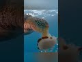 sea turtles vs jellyfish 😨