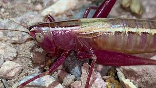 Arizona Orthoptera