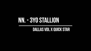 3 year old stallion Dallas VDL x Quick Star