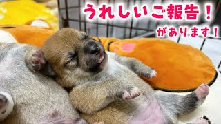 【豆柴犬】激カワな赤ちゃんが今まで9頭いましたが、またまた増えました…❣️【子犬と癒し】まめしば亭ブログvlog