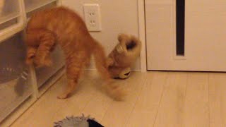 茶トラ子猫「ひろし」43秒にニャ、必殺〇〇〇！技の名前は？ Cute Kitty Hiroshi Testing His Karate Moves on Ted