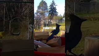 Majestic Steller’s Jay Visits My Backyard! #birds #birdwatch #birdwatching #birdfeeding #nature