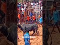 😤ஆண்டிசாமி கோவில் மாடு🐂தொட்டு பாரு ஜல்லிக்கட்டு jallikattu shortsvideo viralvideos trending reels