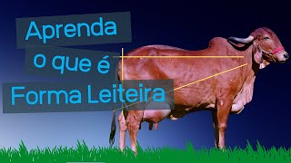 Aprenda o que é FORMA LEITEIRA